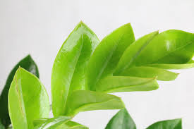 Expatica is the international community's online home away from home. Zamioculcas Lasst Stiele Hangen Was Tun Glucksfeder Fault Gartenlexikon De