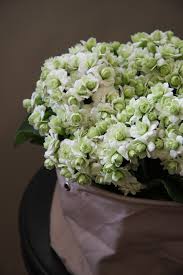 Kalanchoe Paris Succulents Planting Flowers Growing Succulents