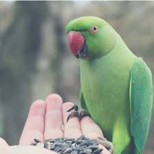 Apart from their affordability, they are of the topmost level of quality to guarantee you value the. Welcome To Affordable Pet Center Pet Supplies Pet Food Garden Affordable Pet Center Inc Northampton Pa