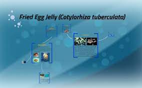 Most of them are male and female and they release single cell style eggs. Fried Egg Jelly Cotylorhiza Tuberculata By Michaela Pierce On Prezi Next
