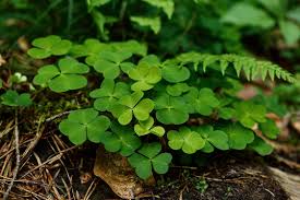 Ever wonder how to kill clover without killing grass? Getting Rid Of Clover In Your Lawn Horsham Instant Turf