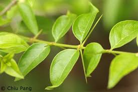 Image result for Canthium