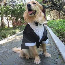 Evursua Large Dog Tuxedo Wedding Party Suit Sale Costumes Shop Petsep Com Dog Tuxedo Dog Tuxedo Wedding Big Dog Costumes