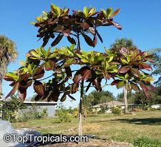 Image result for Terminalia catappa