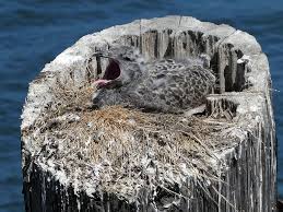 Image result for seagull-s nest