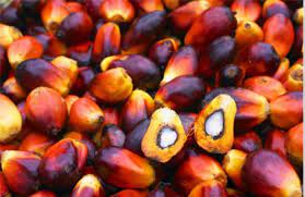 The price of palm oil fluctuates based on supply, weather. Ffb Palm Fruit Oil Processing Plant Manufacturers Ffb Palm Fruit Oil Processing Plant Suppliers Exporters Sale Design Prices Cost Of Palm Oil Processing