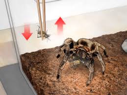 Some species chase down and grab their prey, while others wait for it to walk by and ambush it. How To Feed A Tarantula 12 Steps With Pictures Wikihow