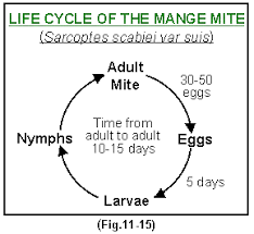 Image result for Sarcoptes scabiei life cycle