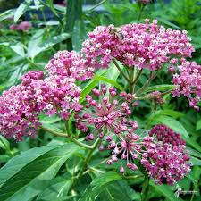 Image result for Asclepias