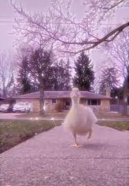 Aesthetic Video Video In 2020