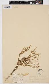 Image result for Melolobium calycinum