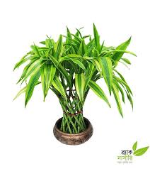 It's great for beginning gardeners. Buy Draceana Lucky Bamboo Plant Online Othoba Com