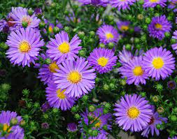 What flowers attract butterflies the most. Top Plants To Attract Butterflies To Your Garden Costa Farms