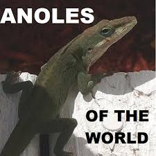 Image result for Angylocalyx vermeulenii