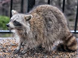 Maybe you would like to learn more about one of these? How To Handle Raccoons Snakes And Other Critters In Your Yard Hint Not With A Thermos