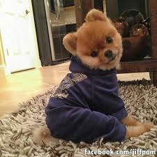 Malti Jain Adli Kullanicinin Pomeranians Panosundaki Pin