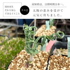 Image result for Dipcadi platyphyllum