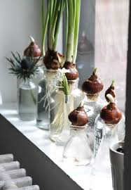 Diy Bottle Fed Paperwhites Gardenista Indoor Water Garden Paperwhites Plants