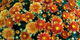 Maybe you would like to learn more about one of these? 30 Best Fall Flowers Flowers That Bloom In Fall