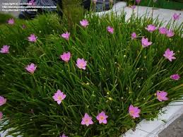Image result for Zephyranthes minuta