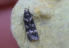 Image result for Chionodes continuellus