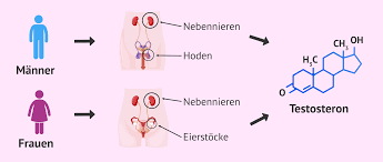 Testosteron Welche Funktion Hat Das Mannliche Hormon Bei Mann Und Frau