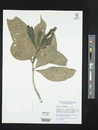 Image result for Anisotes sessiliflorus