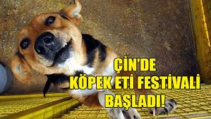 Cin De Kopek Eti Festivali Tepkilere Ragmen Basladi Haber Kibris