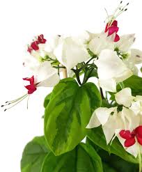 Image result for Thomandersia