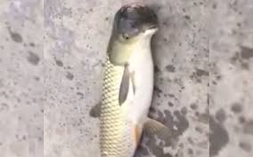 Aneh Ikan Dengan Kepala Berbentuk Seperti Burung Blog Unik