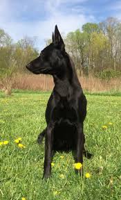 Belgium Malinois Black Belgian Malinois Puppy Pin On Luka Zoey Belgian Malinois