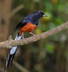 Extinct animal means this animal no longer lives on earth. 130 Sikkim Wildlife Ideas Pet Birds Wildlife Beautiful Birds