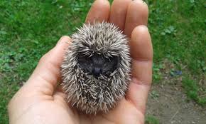 Comment s'appelle le petit du cerf ? Princesse Raisponge Auf Twitter Vous Savez Comment S Appelle Le Bebe Du Herisson Le Choupisson Le Choupisson Le Truc Est Mignon Et Il A Un Nom Parfait 3 Https T Co Iu71irsecv