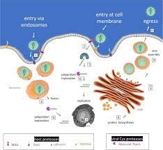 Dicect comparison of the subtilisin like intracellular protease of the bacillus licheniformis with the homologous enzymes of bacillus subtilis / a.y. Role Of Proteolytic Enzymes In The Covid 19 Infection And Promising Therapeutic Approaches Sciencedirect