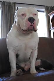Merle bullies, tri pit bulls, fawn pit bulls, red nose pit bull puppies and blue nose pit bulls for sale. Pitbulls For Sale Gauteng Cheap Buy Online