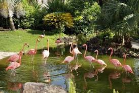 Voyage Guadeloupe Partir En Vacances En Guadeloupe Jardin Botanique Guadeloupe Vacances Guadeloupe Jardin Botanique Deshaies