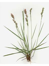 Image result for Eragrostis