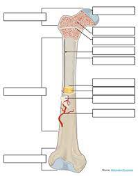 A long bone is a bone that has greater length than width. Label A Long Bone Color Activities Labels Teacher Links