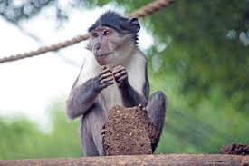 Human monkeypox is a zoonotic viral disease that occurs primarily in remote villages of central and west africa in proximity to tropical rainforests where there is more frequent. Monkeypox Re Emerges In Africa