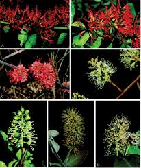 Image result for Strephonema mannii