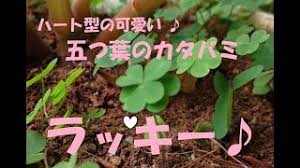 Windowsフォトで動画を カタバミのクローバーなんと四つ葉と五つ葉 見つけました ラッキー Youtube