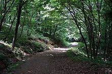Belgrad forest is a mixed deciduous forest lying adjacent to istanbul, turkey. Belgrad Forest Wikipedia