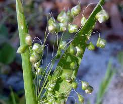 Image result for Briza minor