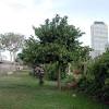Get the best deals on fruit trees. 1