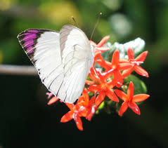 Image result for Pentas bussei