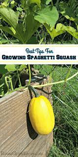 Spaghetti Squash Has Become A Family Favorite In Our House If You Are Wanting To Grow Your Own Growing Spaghetti Squash Growing Squash Spaghetti Squash Plant
