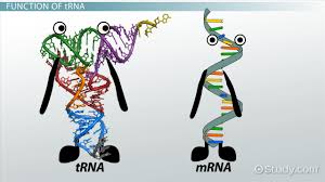 Answer key worksheet on dna rna and protein synthesis. Trna Role Function Synthesis Video Lesson Transcript Study Com