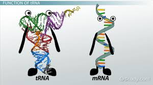 Rna synthesis most of the work of making rna takes place during transcription. Trna Role Function Synthesis Video Lesson Transcript Study Com
