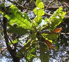 Image result for Anthocleista