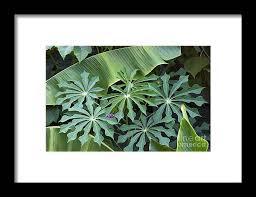 Image result for Manihot grahamii